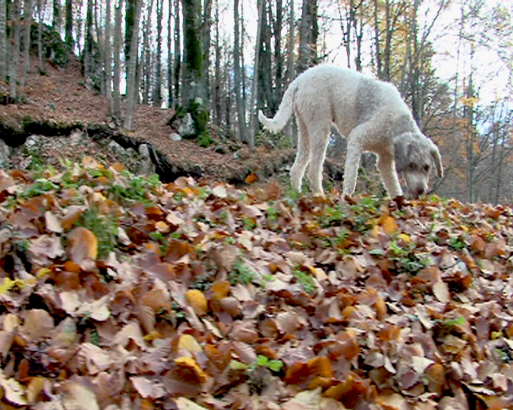 cani-tartufo